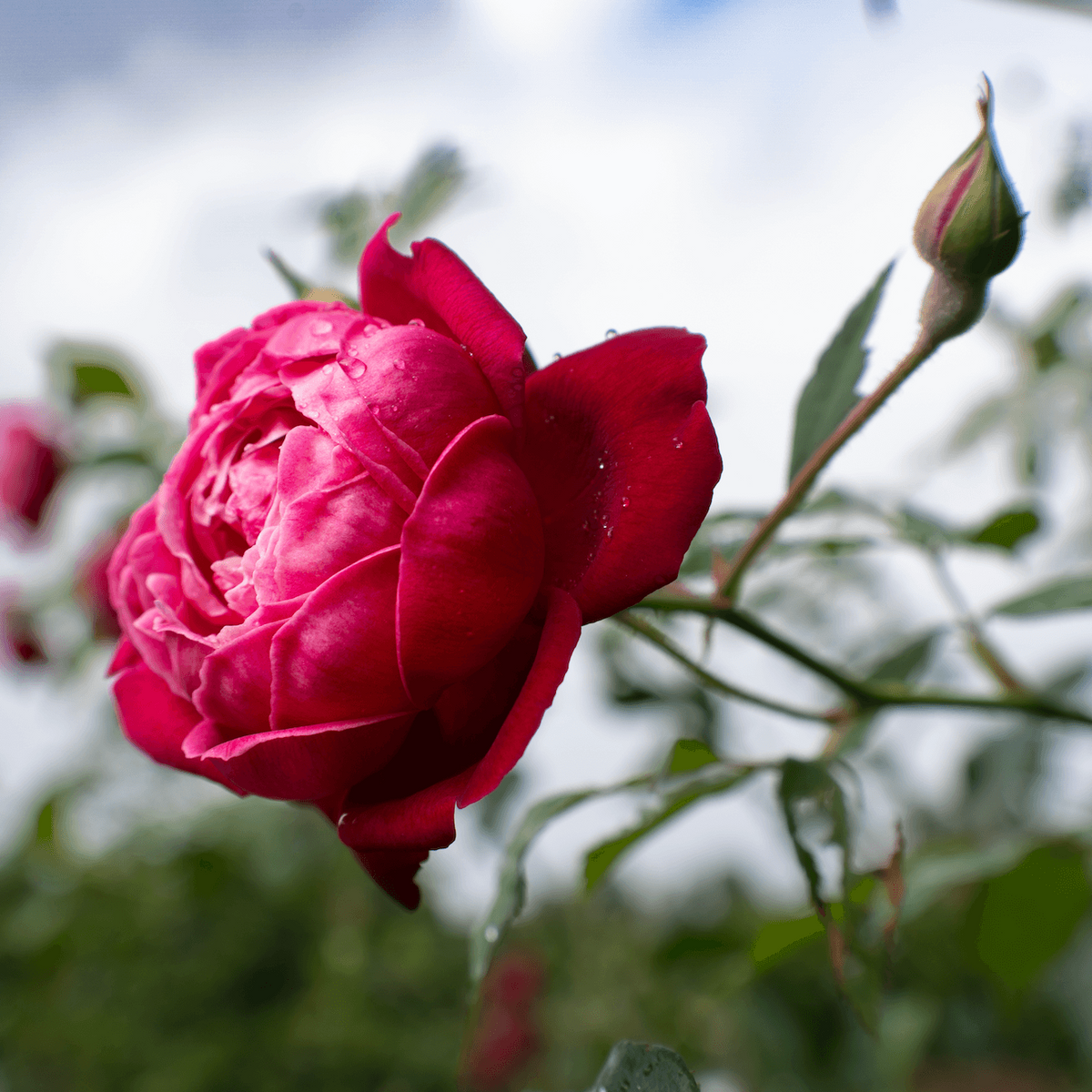 A close-up photograph of a vibrant magenta-pink rose in full bloom, with green leaves and stems against a soft-focus background of blue sky and white clouds.