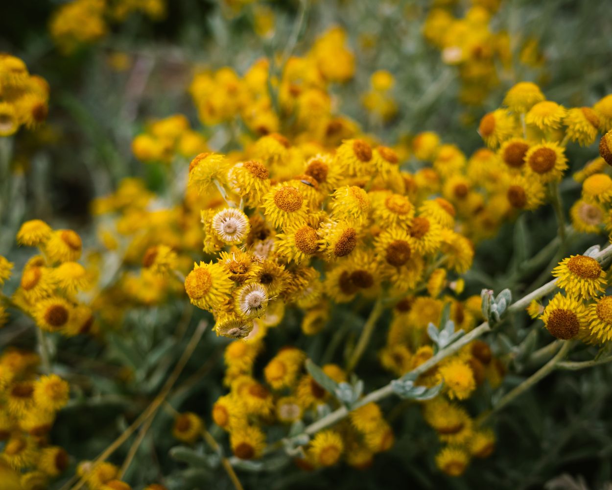 Helichrysum Essential Oil Benefits