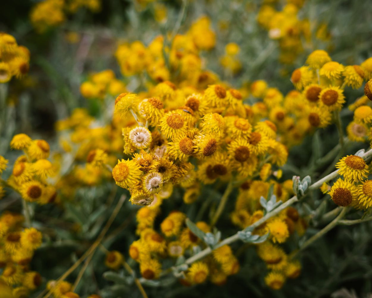 Helichrysum Essential Oil Benefits