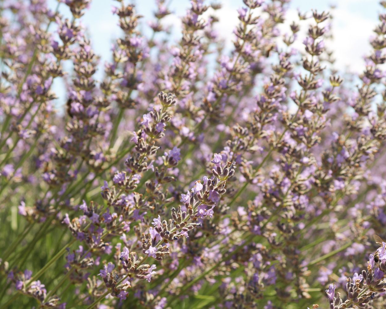 Lavender Hydrosol Vs Lavender Essential Oil