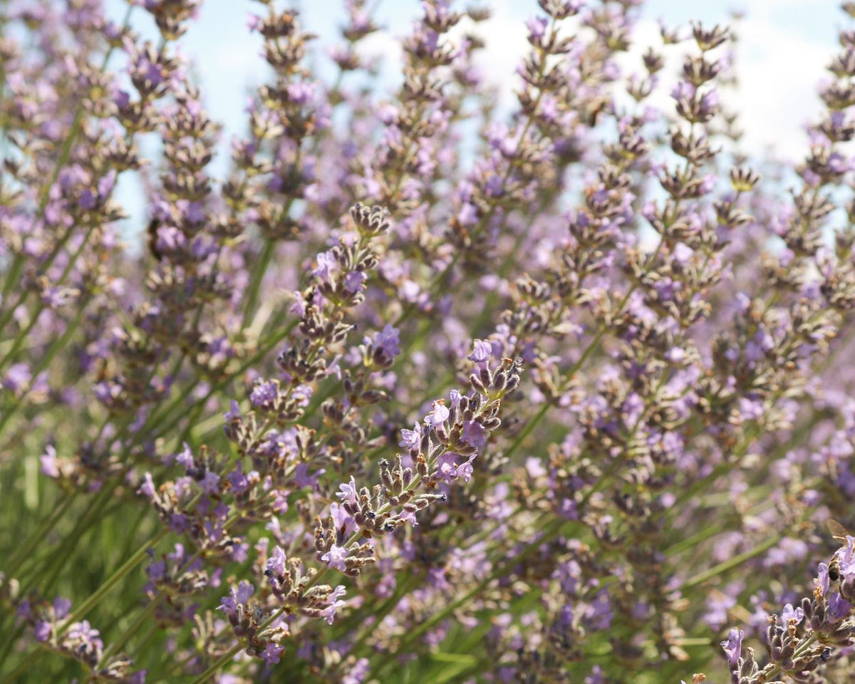 Lavender Hydrosol Vs Lavender Essential Oil