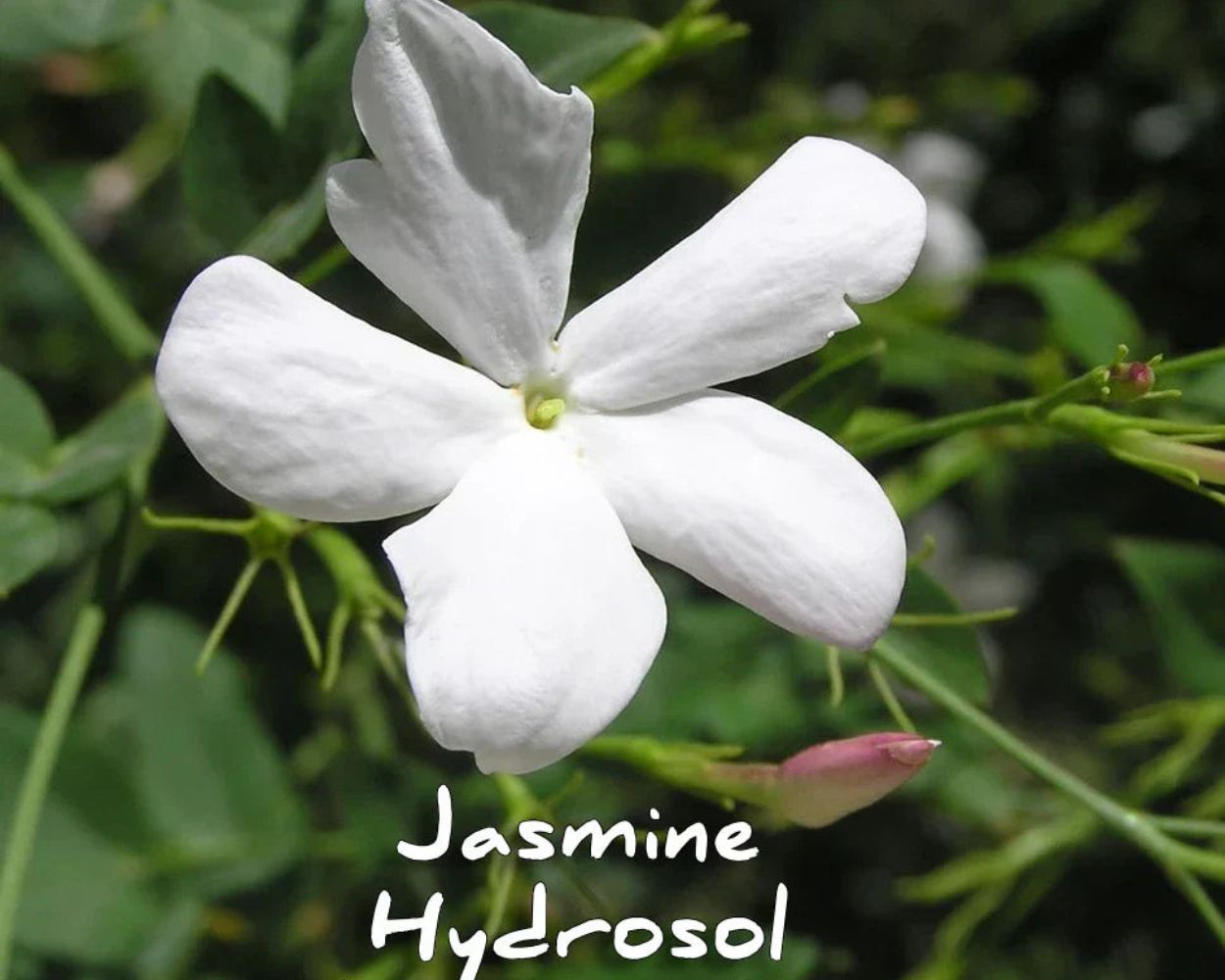 Jasmine Hydrosol Skin Benefits