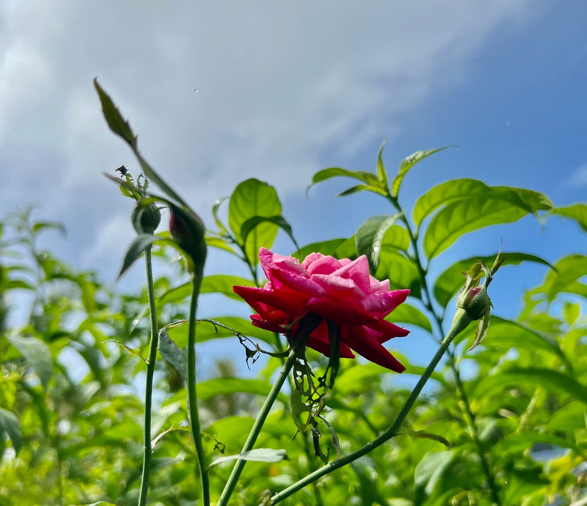 Lokelani Essentials Gift Card