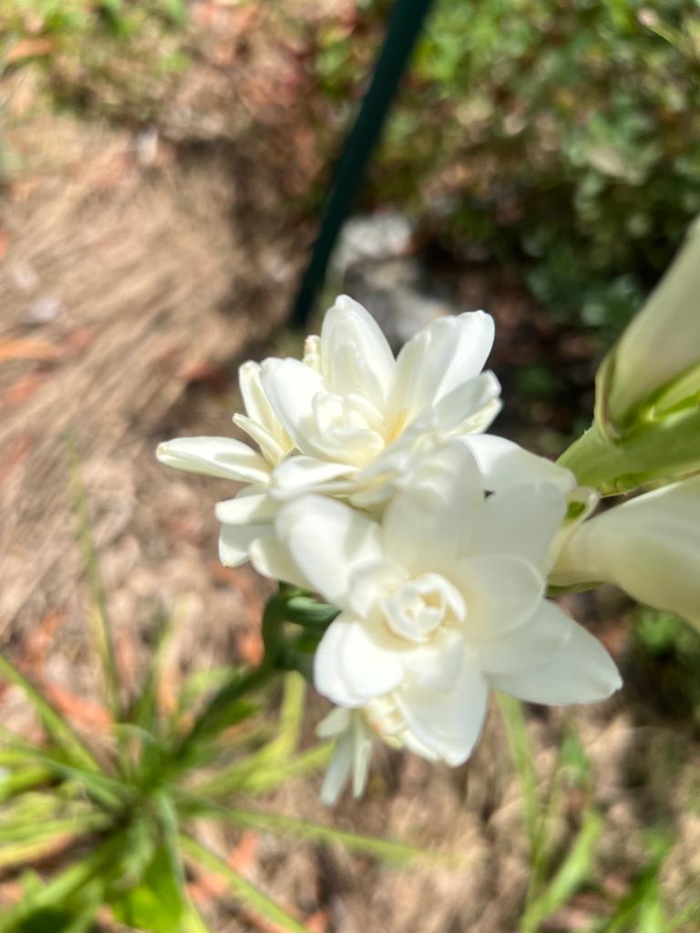 Ws Gardenia Hydrosol 1/2 Gallon