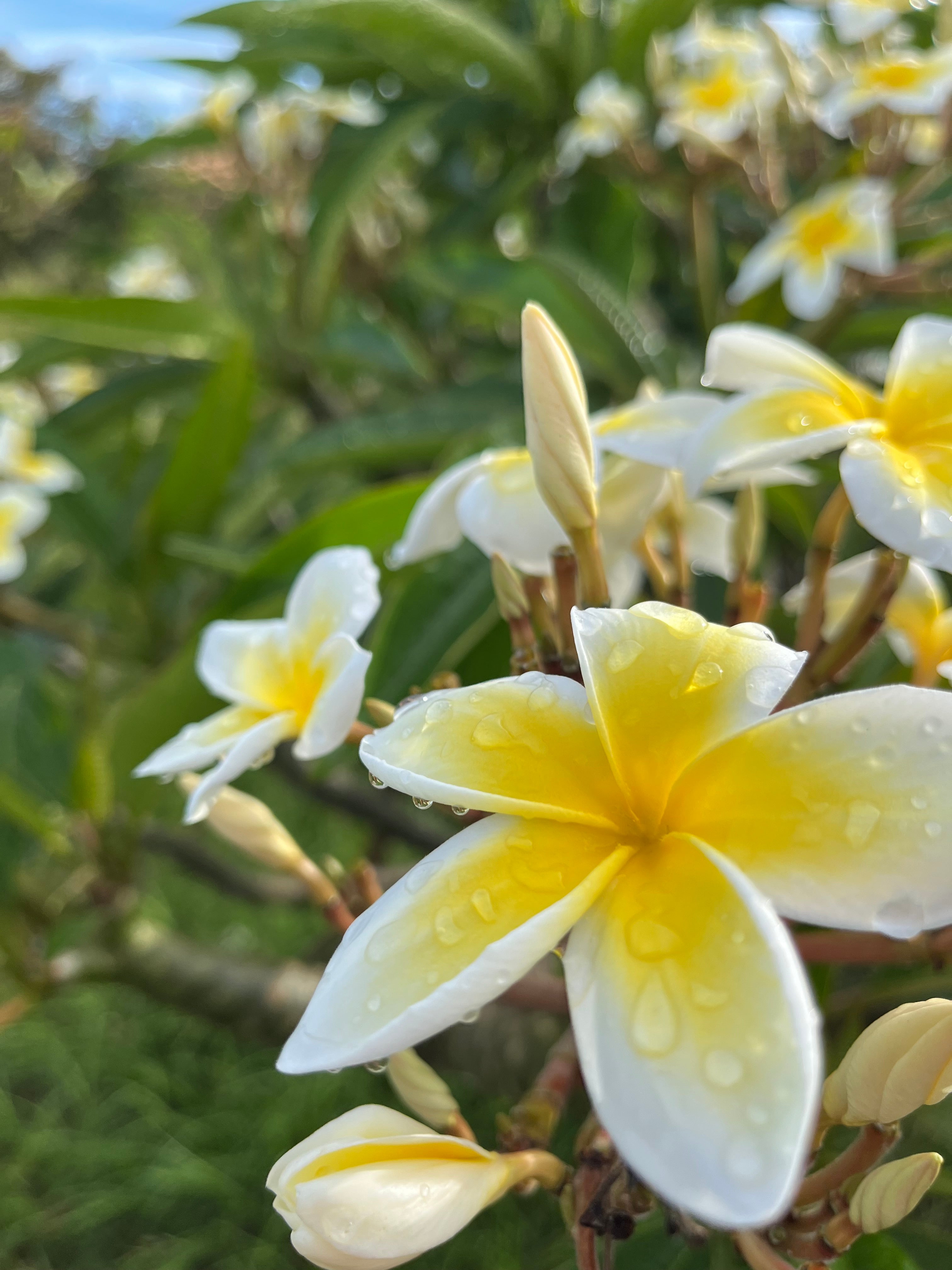 Pure Organic Plumeria Hydrosol Spray