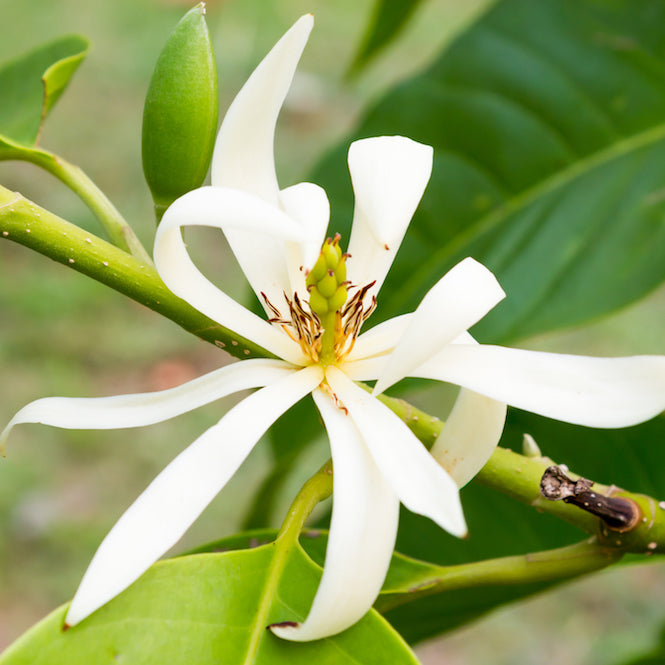 hydrosol for eczema