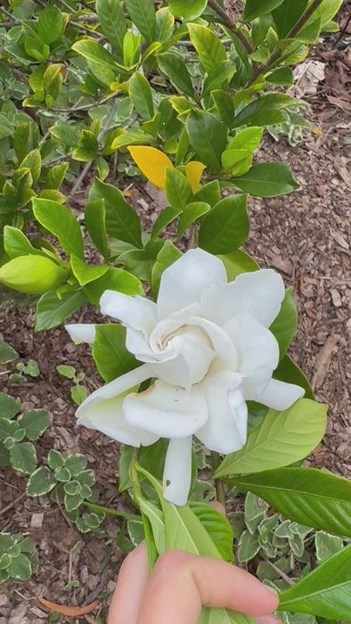 Gardenia Hydrosol