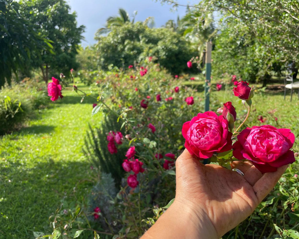 A close-up of a hand holding vibrant magenta pink roses in the foreground, with a lush green garden and blooming rose bushes blurred in the background.